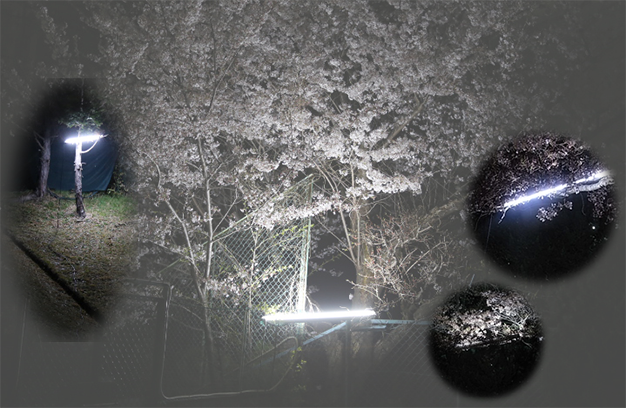 屋外用ＬＥＤ照明フィールドライトで夜桜、夜の宴会での使用例